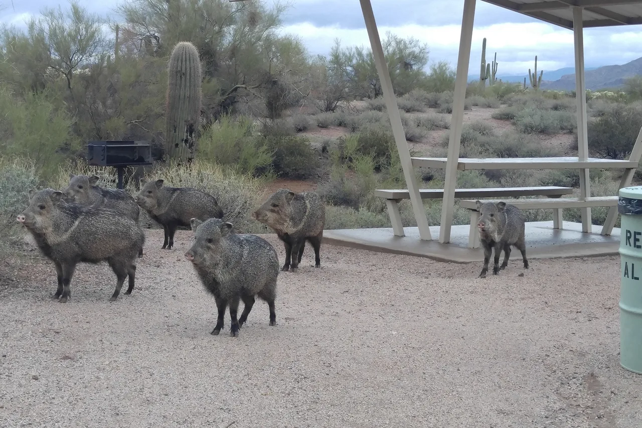 Javelina