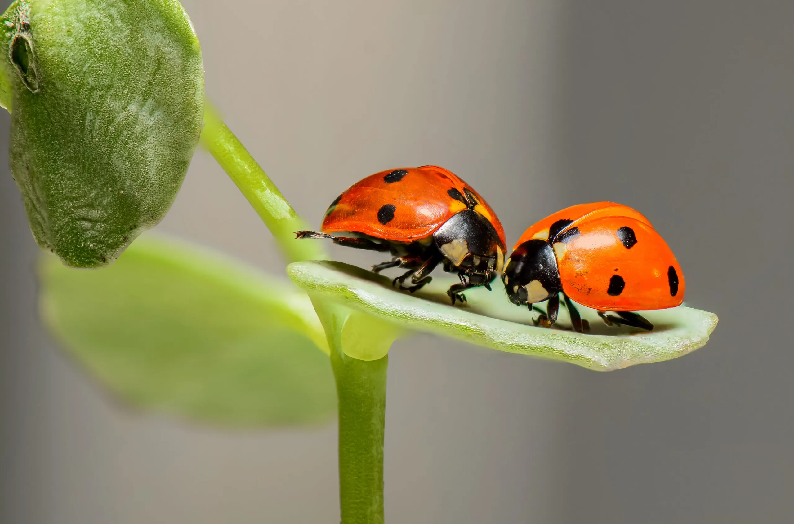 ladybug